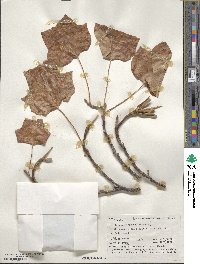 Liriodendron tulipifera image