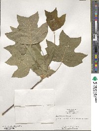 Liriodendron tulipifera image