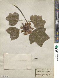 Liriodendron tulipifera image