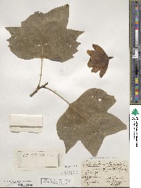 Liriodendron tulipifera image