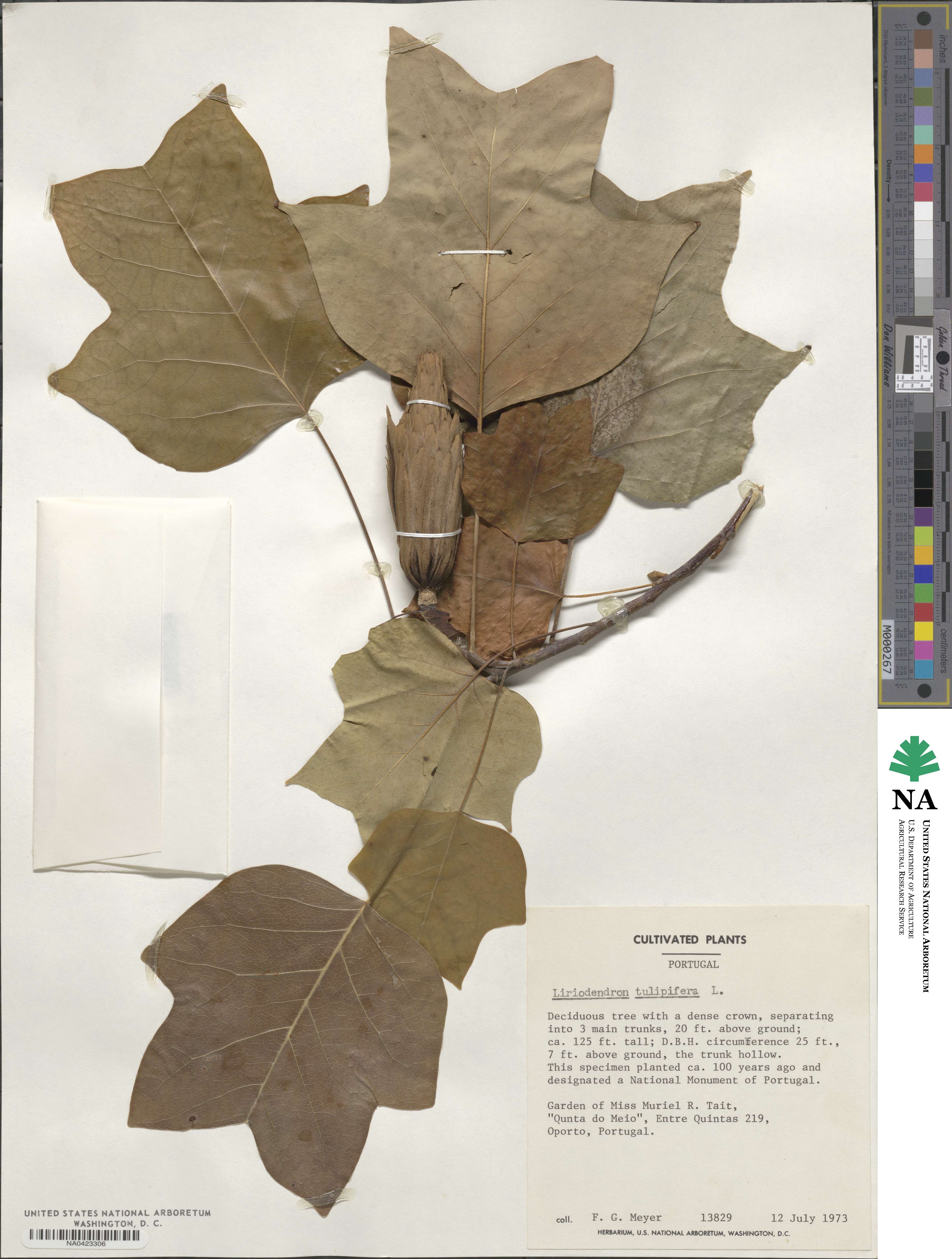 Liriodendron tulipifera image