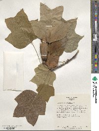 Liriodendron tulipifera image