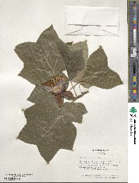 Liriodendron tulipifera image