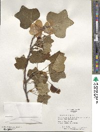 Liriodendron tulipifera image