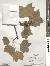 Liriodendron tulipifera image