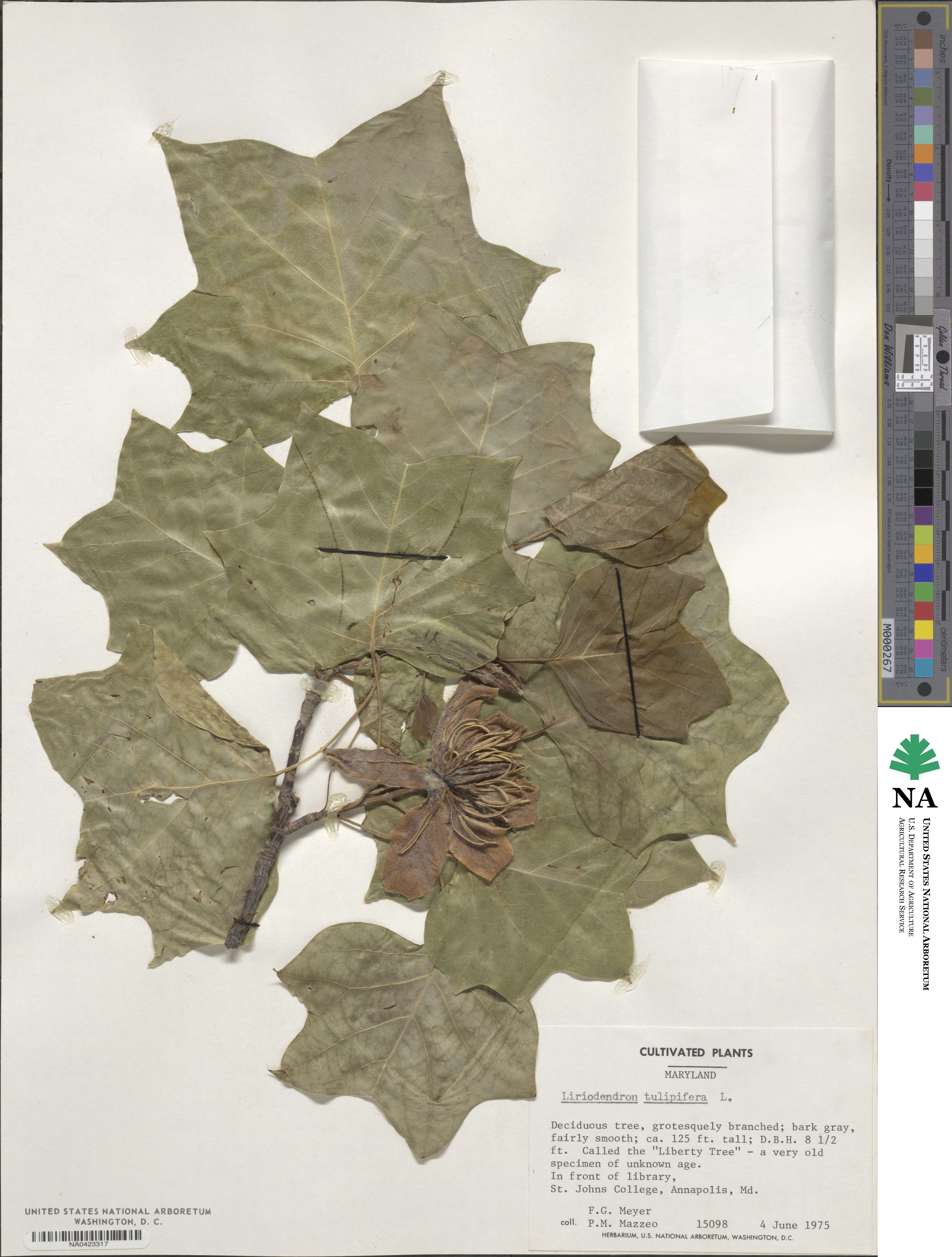 Magnoliaceae image