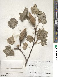 Liriodendron tulipifera image