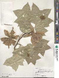 Liriodendron tulipifera image