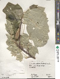 Liriodendron tulipifera image