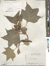 Liriodendron tulipifera image