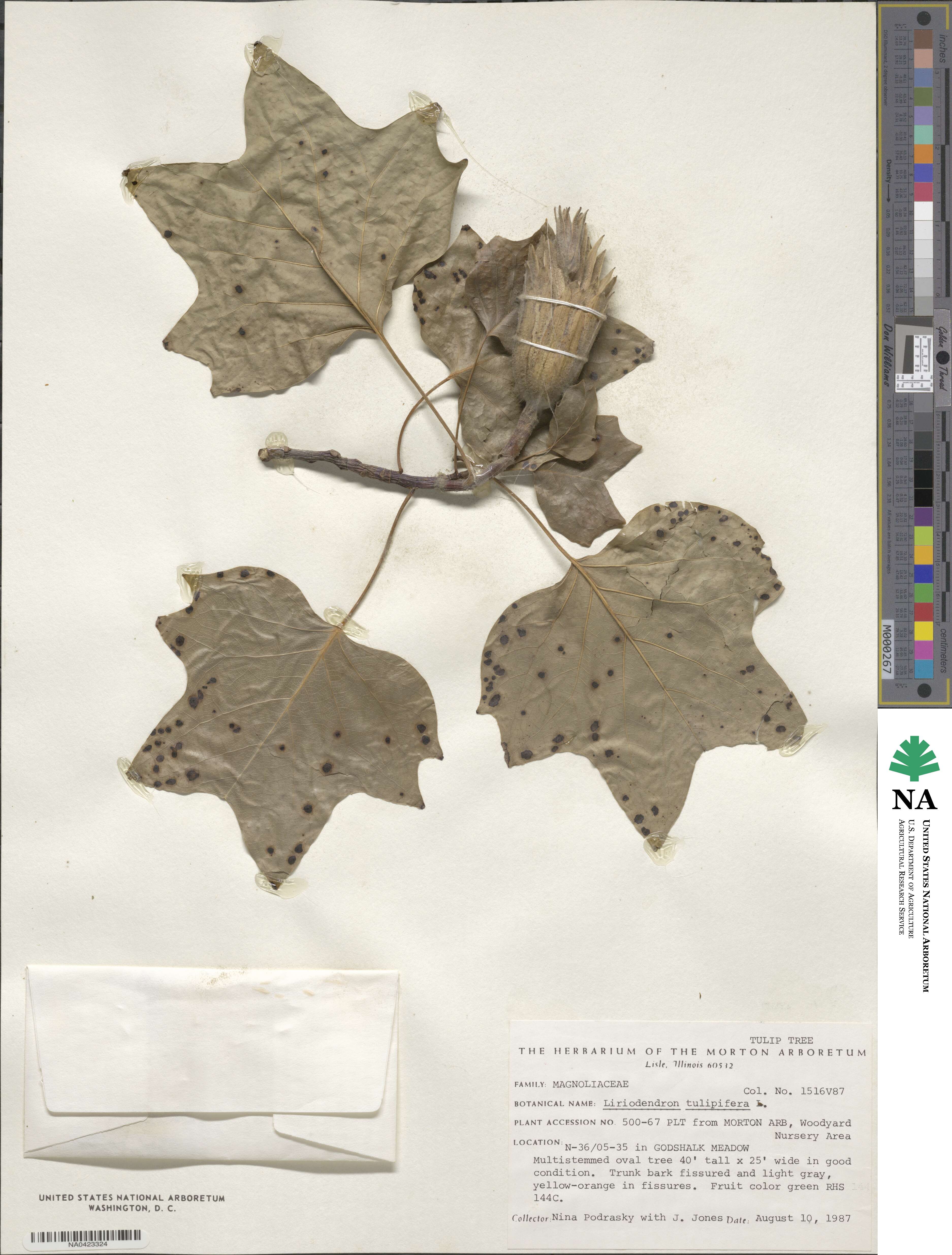 Liriodendron tulipifera image