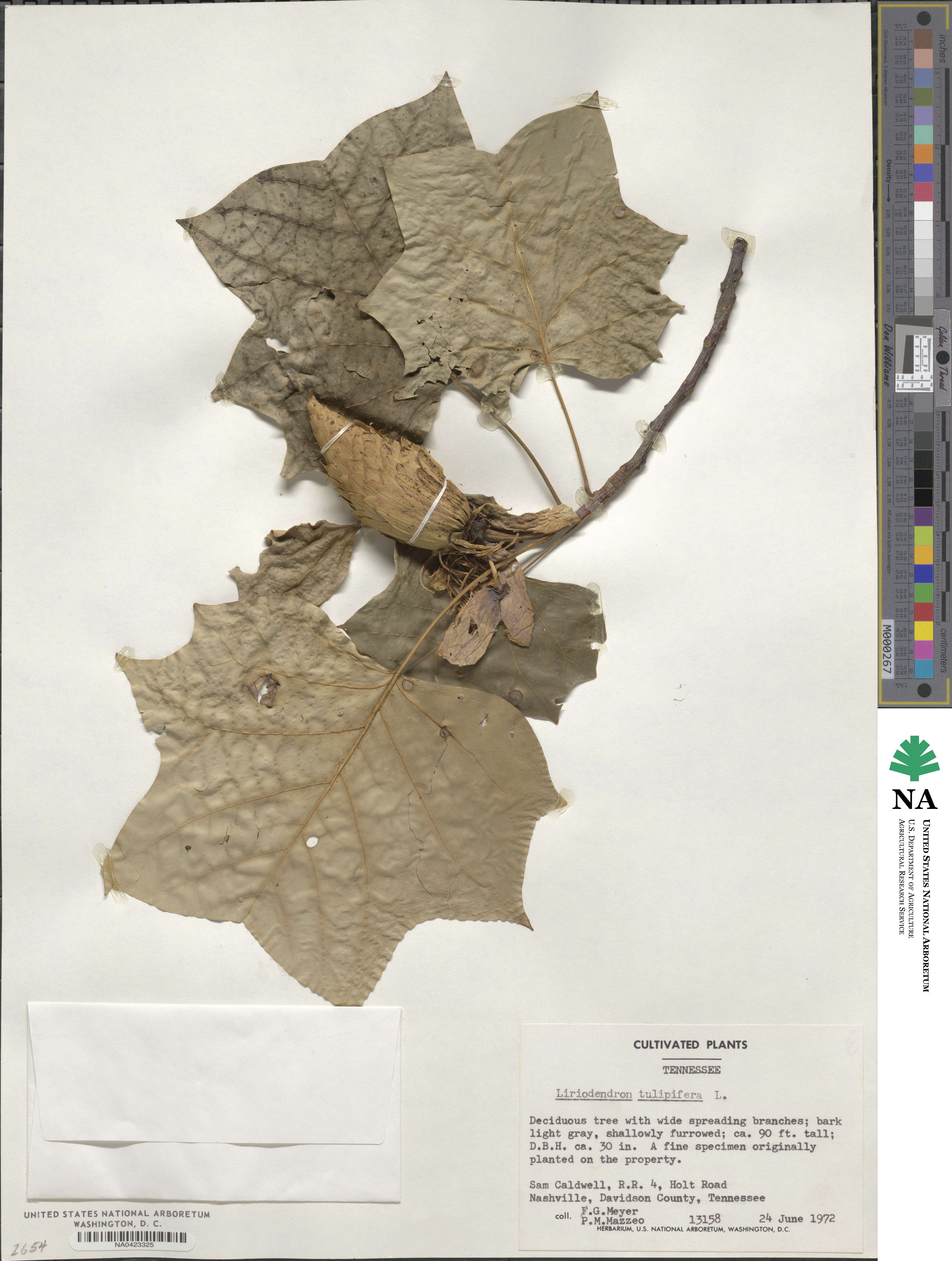 Liriodendron tulipifera image