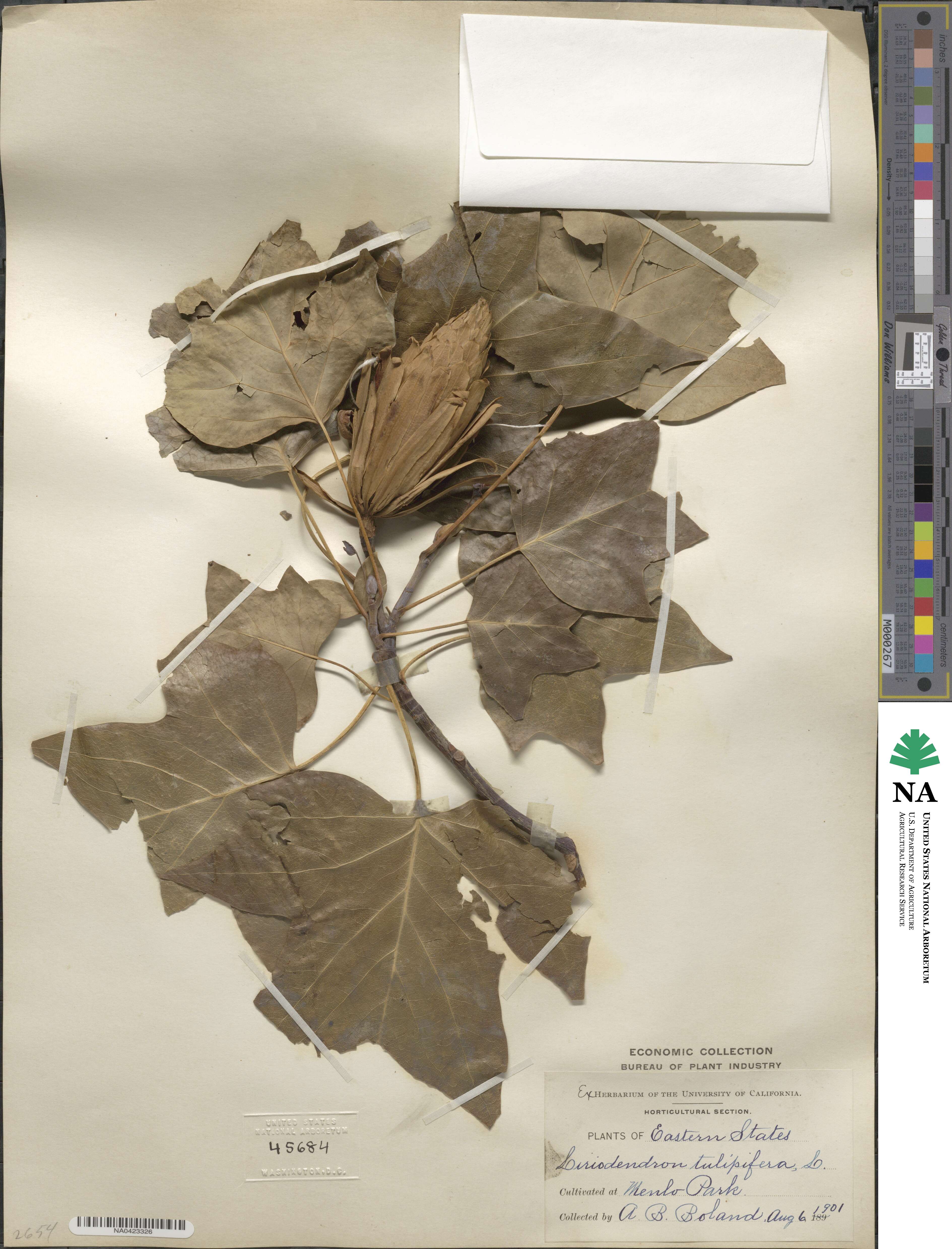 Liriodendron tulipifera image