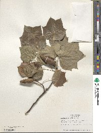 Liriodendron tulipifera image