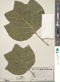 Liriodendron tulipifera image