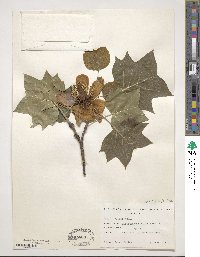 Liriodendron tulipifera image