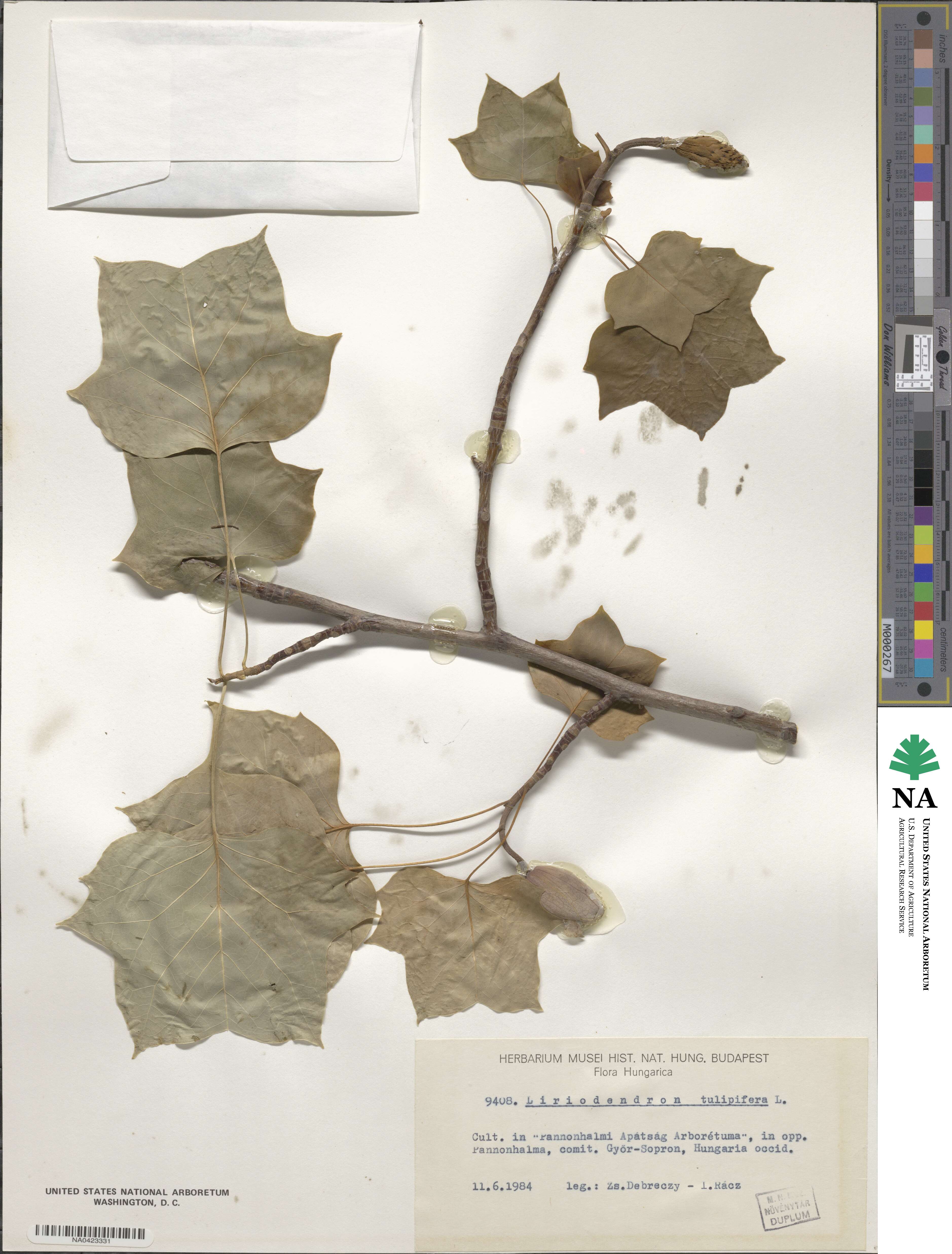 Liriodendron tulipifera image