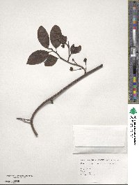 Kadsura japonica image