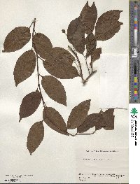 Kadsura japonica image