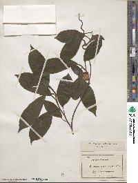 Kadsura japonica image