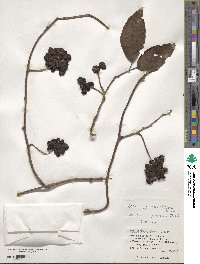 Kadsura japonica image