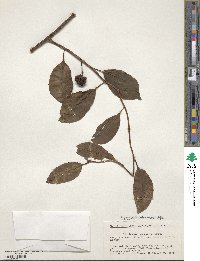 Kadsura japonica image