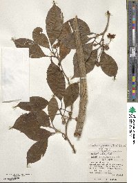 Kadsura japonica image