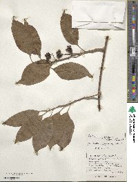 Kadsura japonica image