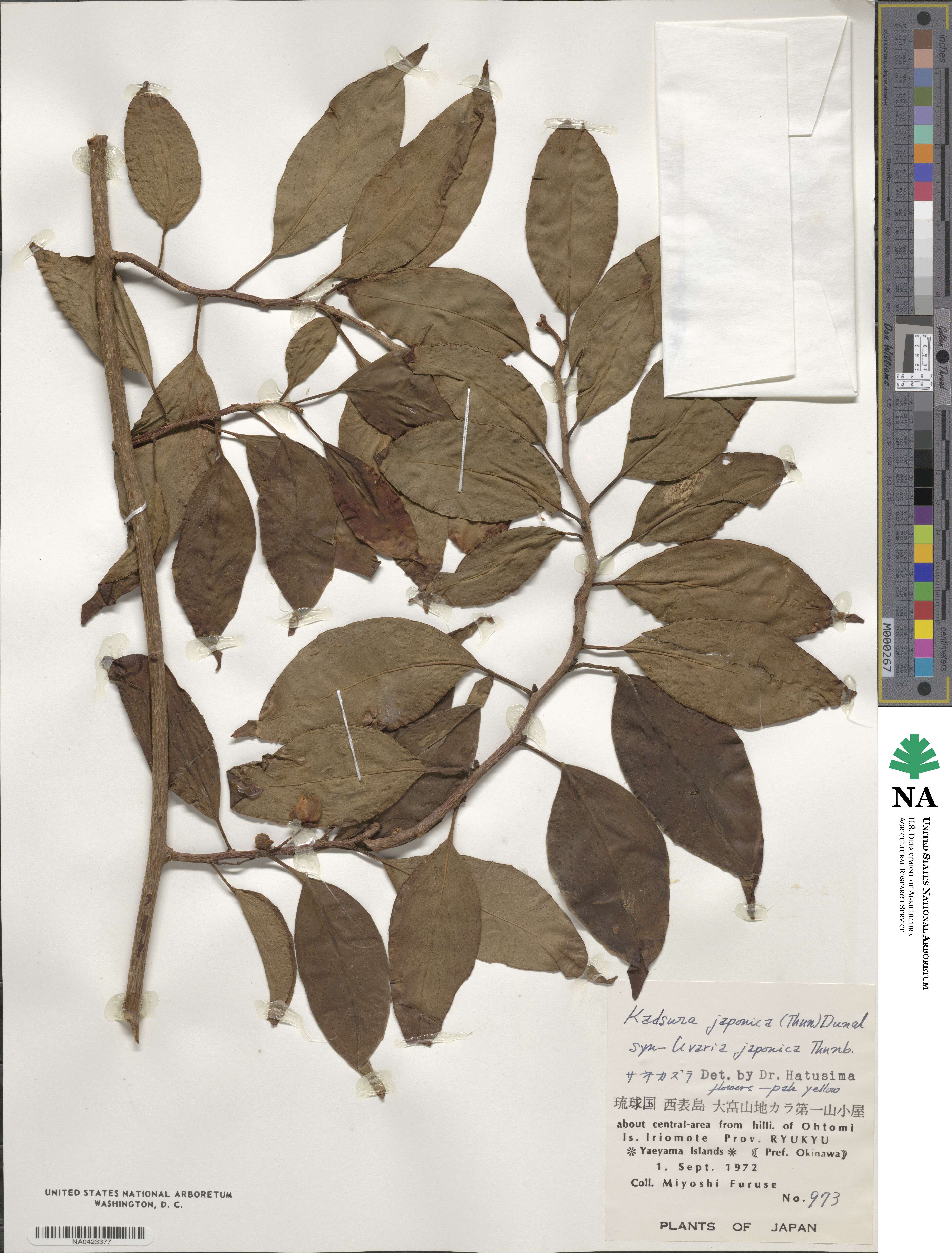 Kadsura japonica image