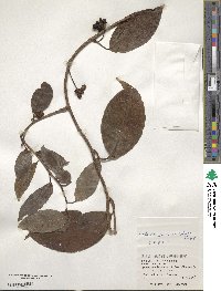 Kadsura japonica image