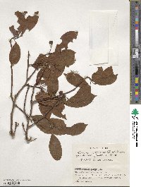 Kadsura japonica image