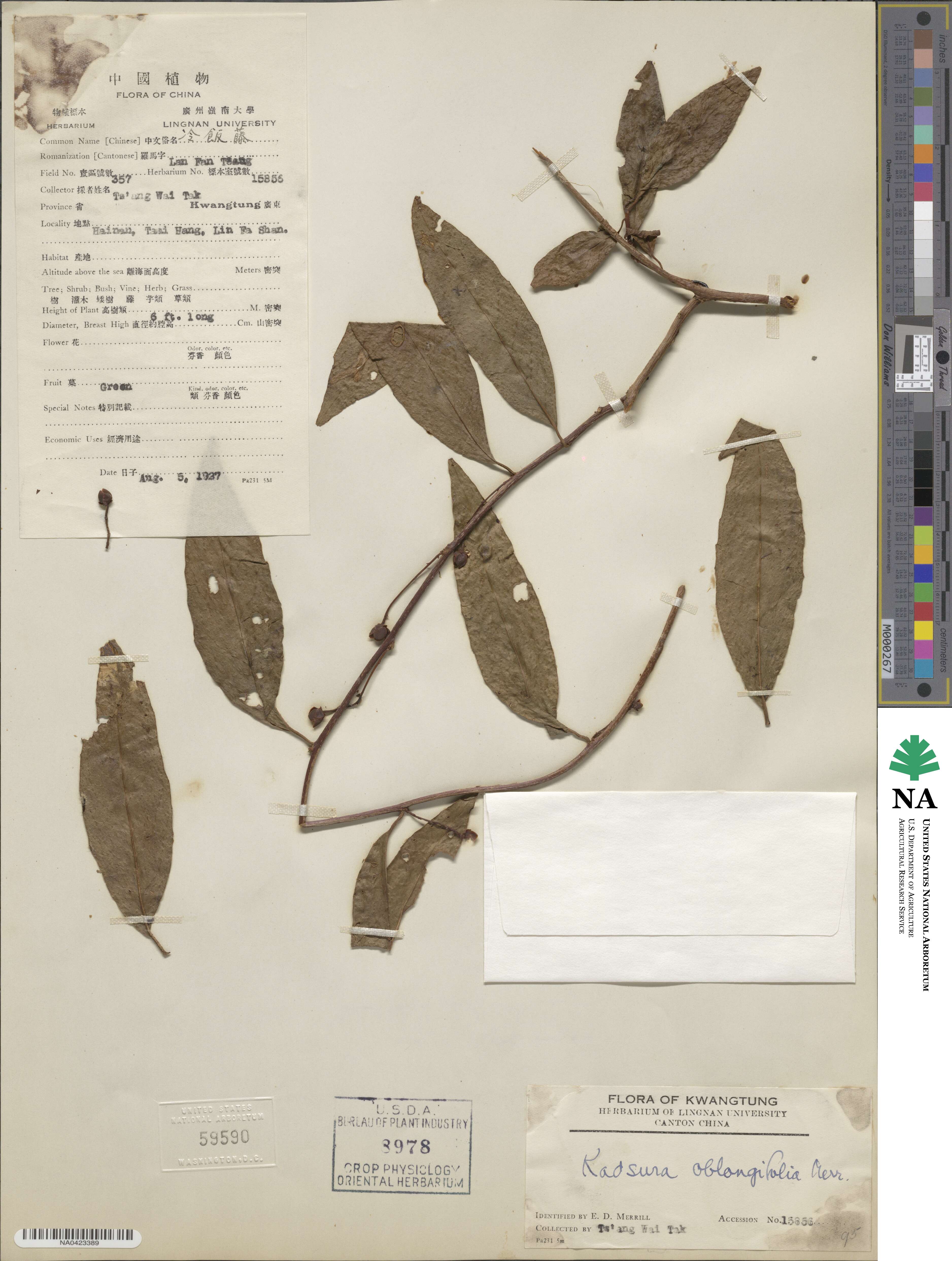 Kadsura oblongifolia image