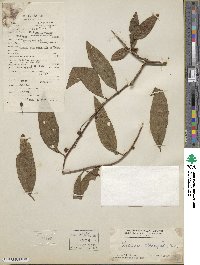 Image of Kadsura oblongifolia