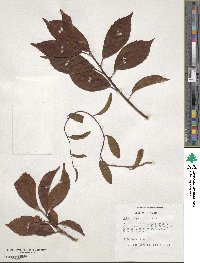 Kadsura japonica image