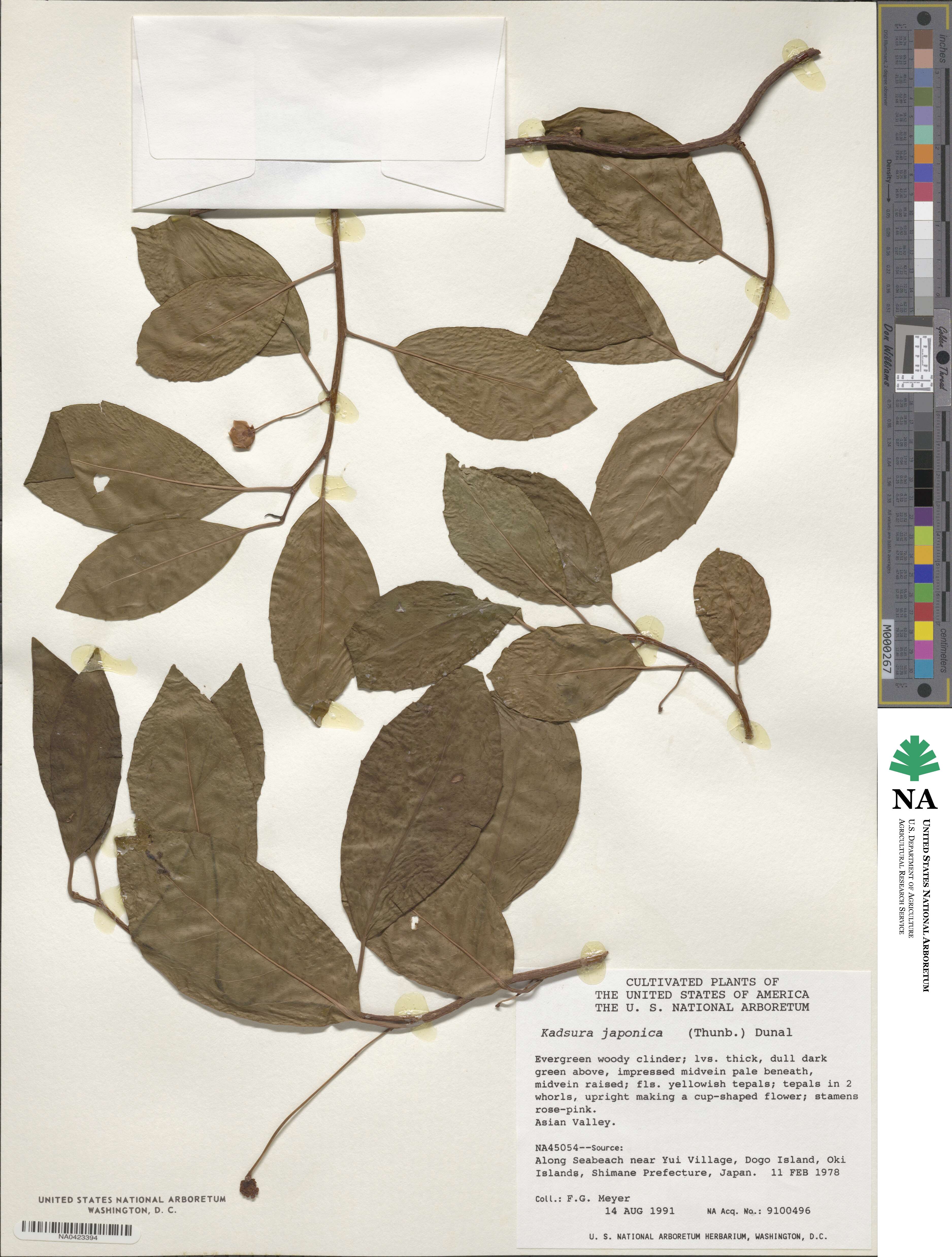 Kadsura japonica image