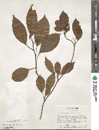 Kadsura japonica image