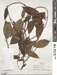 Kadsura japonica image