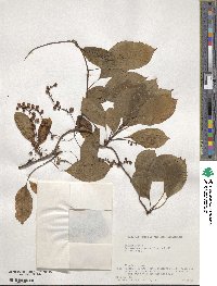 Schisandra chinensis image