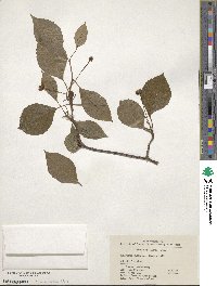 Schisandra sphenanthera image