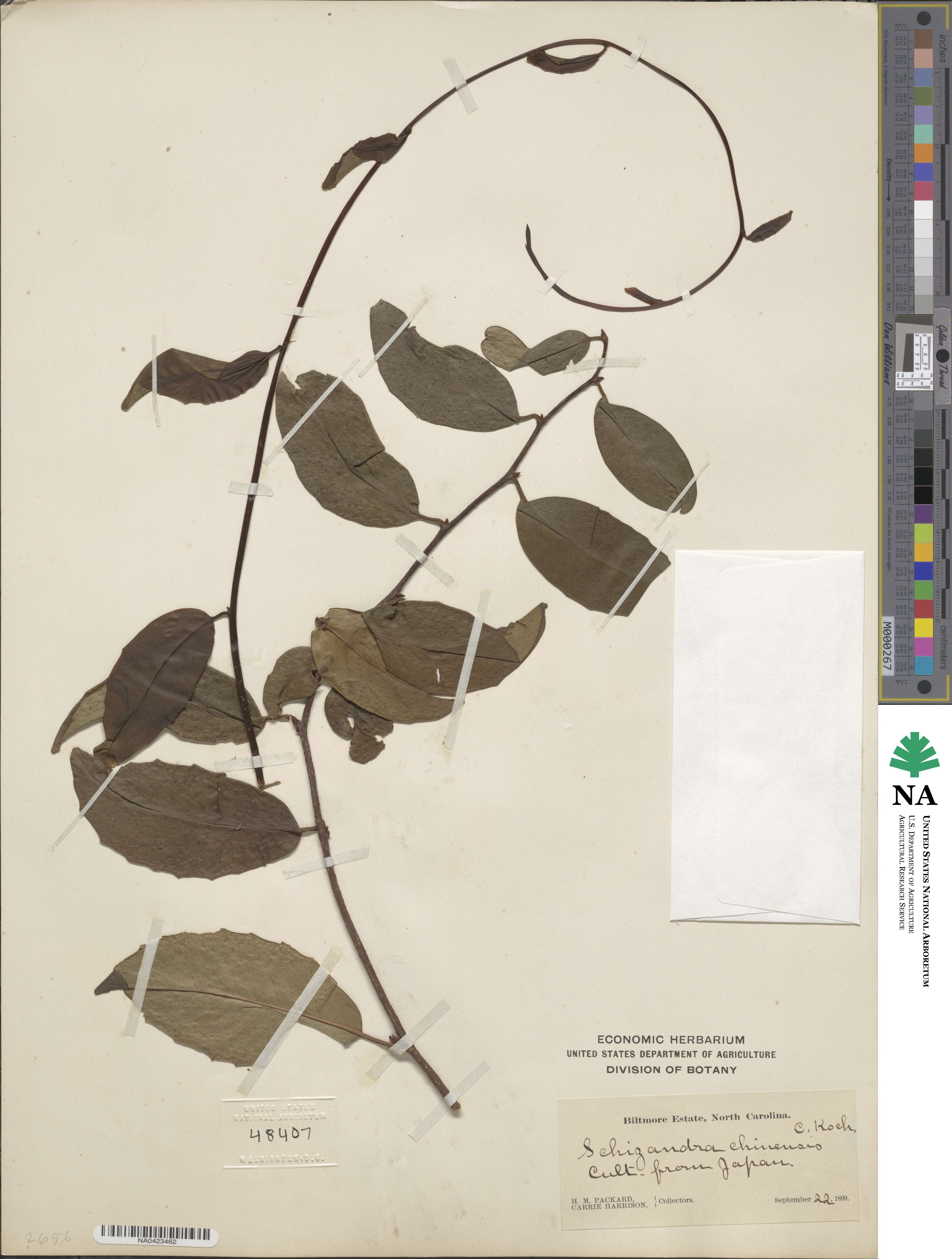Schisandra chinensis image