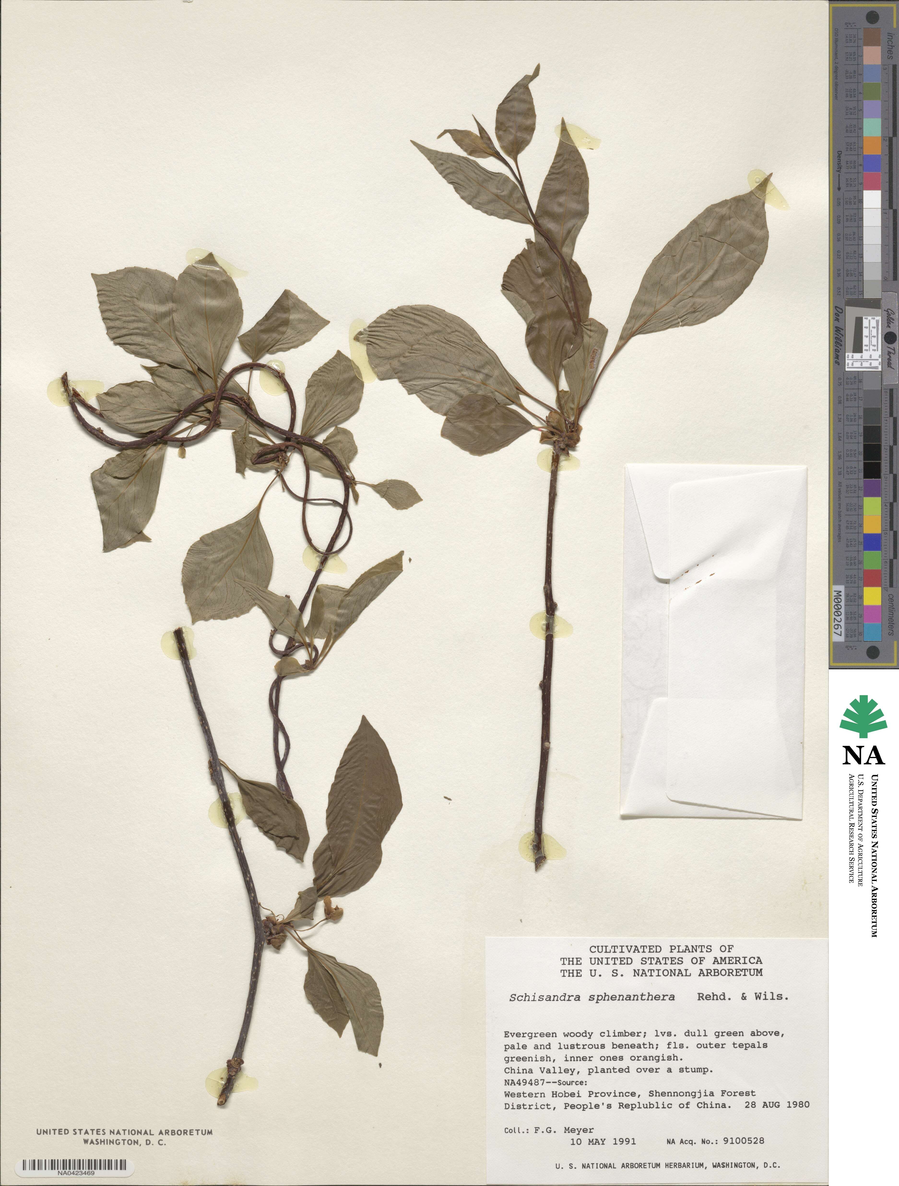 Schisandra sphenanthera image