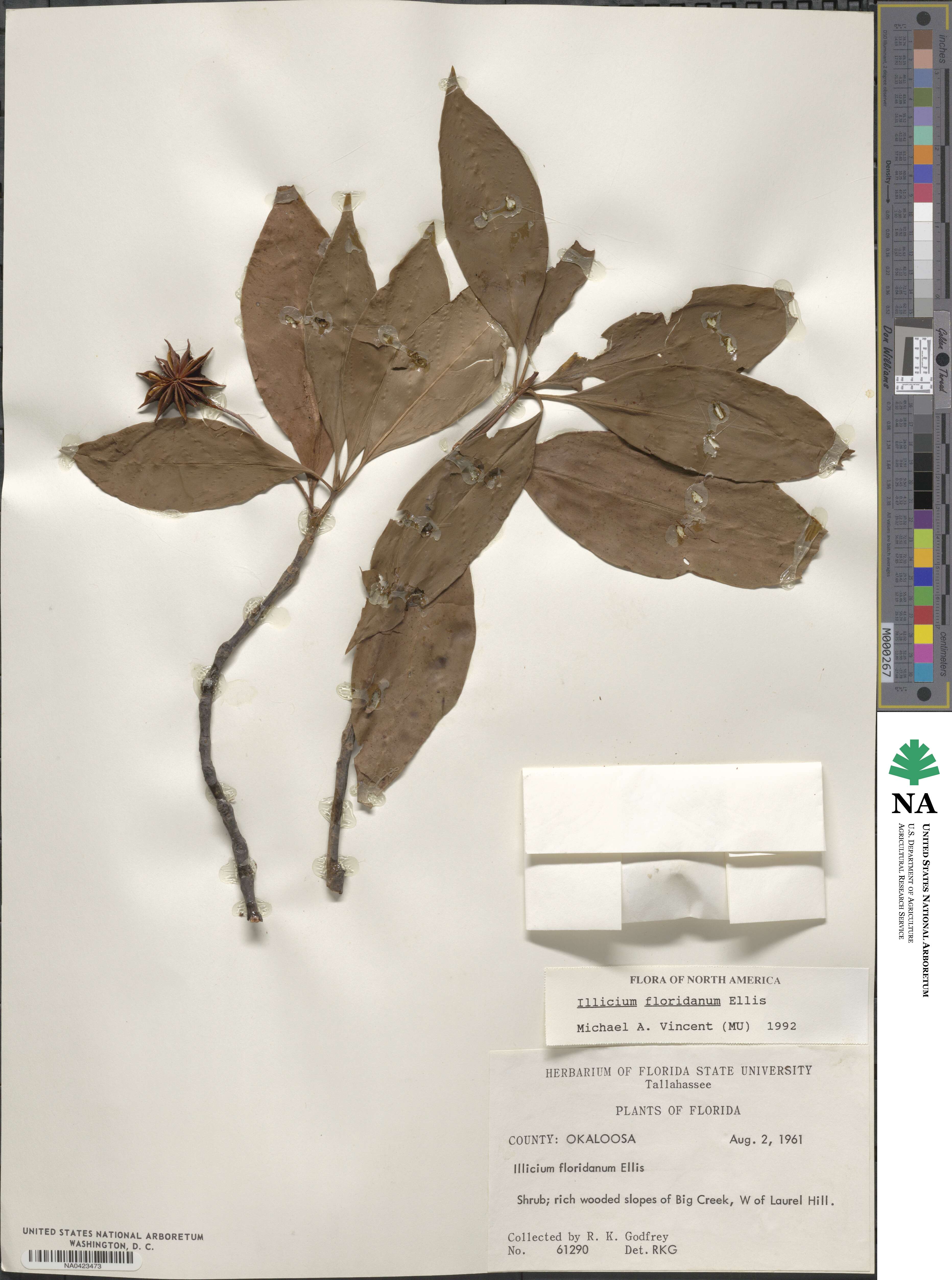 Schisandraceae image