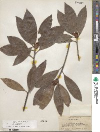 Illicium floridanum image