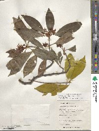 Illicium floridanum image