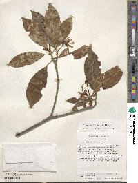 Illicium floridanum image