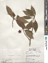 Illicium floridanum image