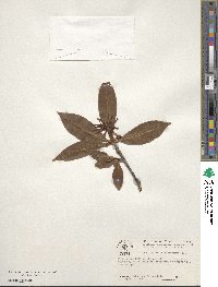 Illicium floridanum image