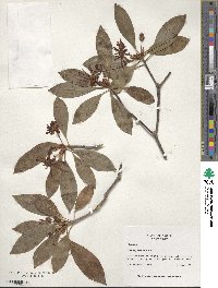 Illicium floridanum image