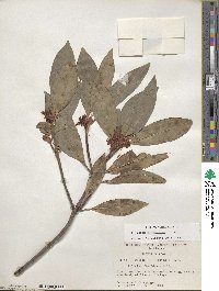 Illicium floridanum image