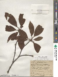 Illicium floridanum image